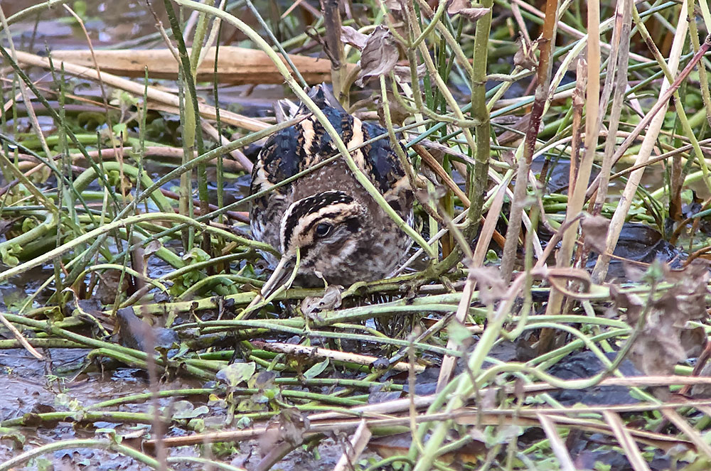 Jack snipe